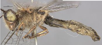 Media type: image;   Entomology 10531 Aspect: habitus lateral view